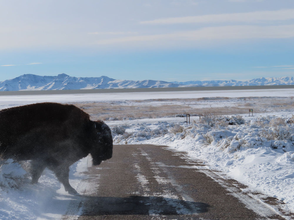 snowy bison making way across 1 lane road.