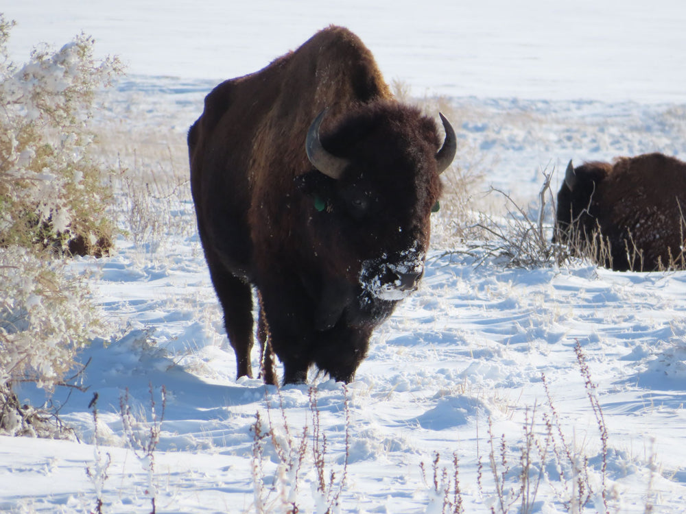 bison in the snow