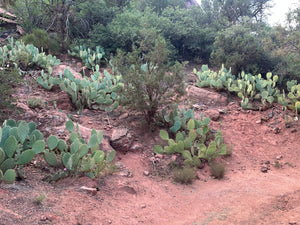 ZIONS EMERALD POOLS-CASUAL WALK-3 miles