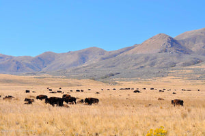 herd of bison with mountains in background at antelope island