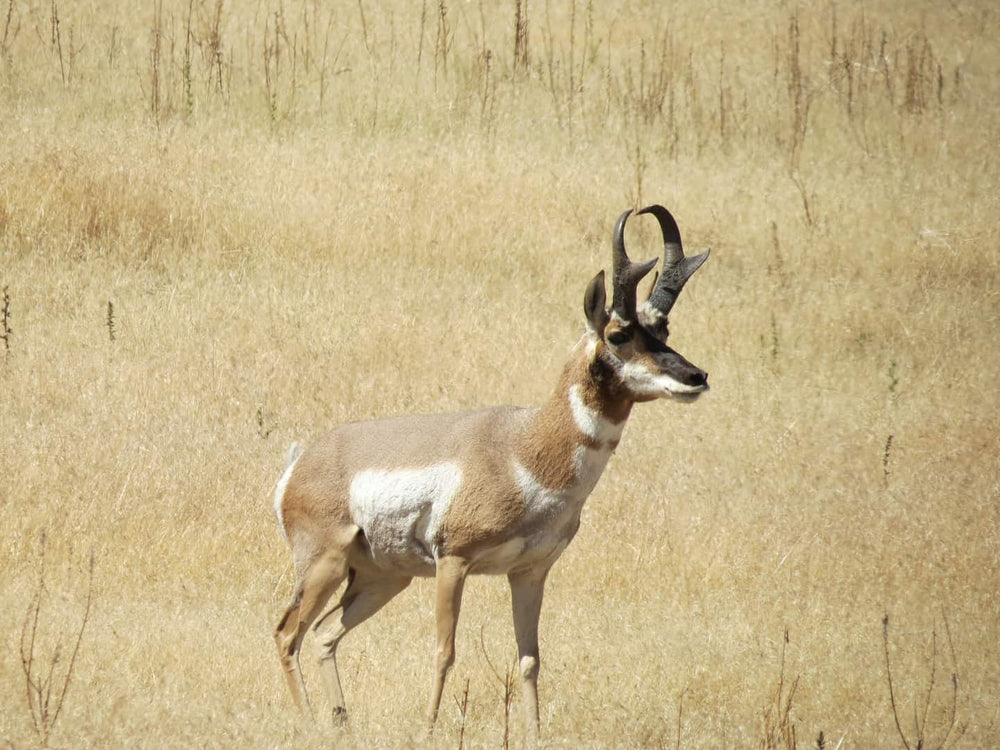 alpha male pronghorn antelope